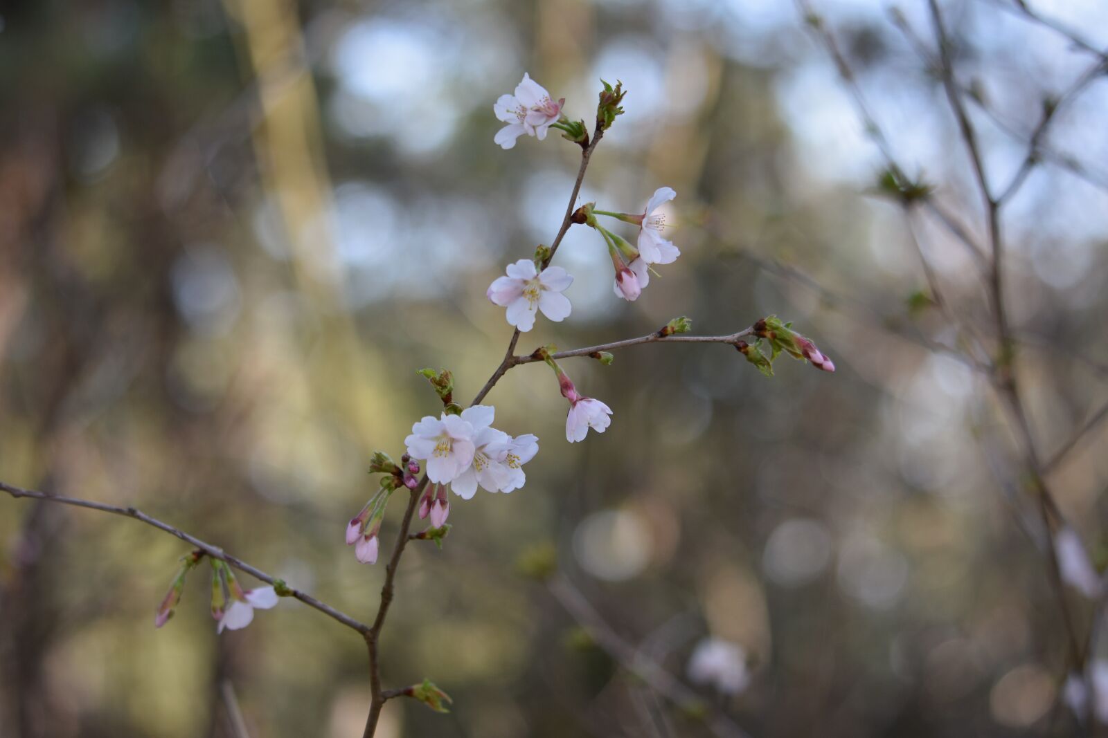 Nikon D7200 sample photo. Natural, landscape, plant photography