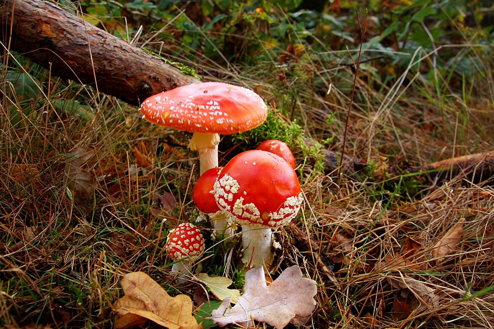 Nikon D40 sample photo. Fly agaric, forest, nature photography