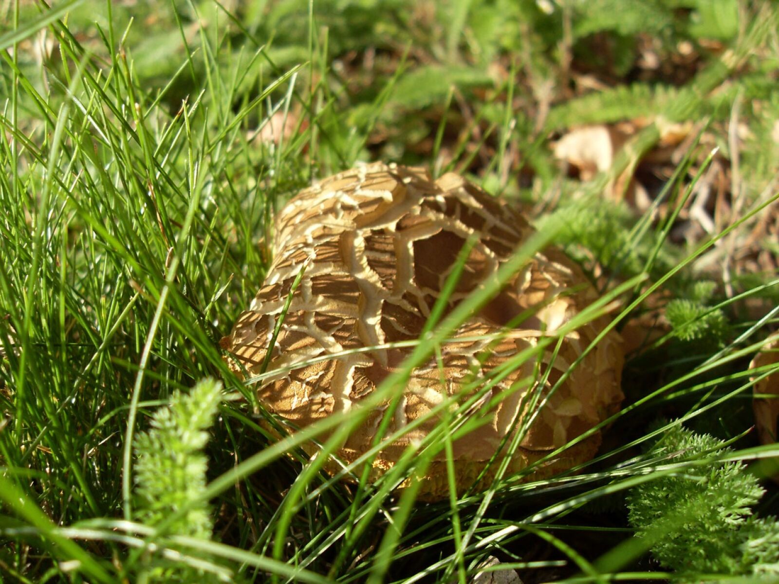 Samsung VLUU L100, M100  / Samsung L100, M100 sample photo. Fungus, mushroom, brown photography
