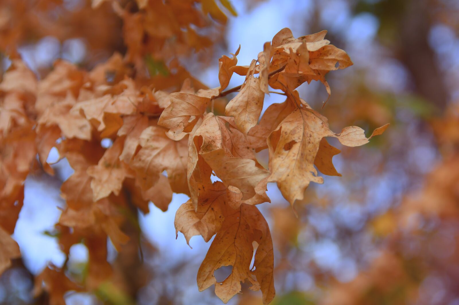 Nikon D3200 sample photo. Autumn, holidays, branch photography