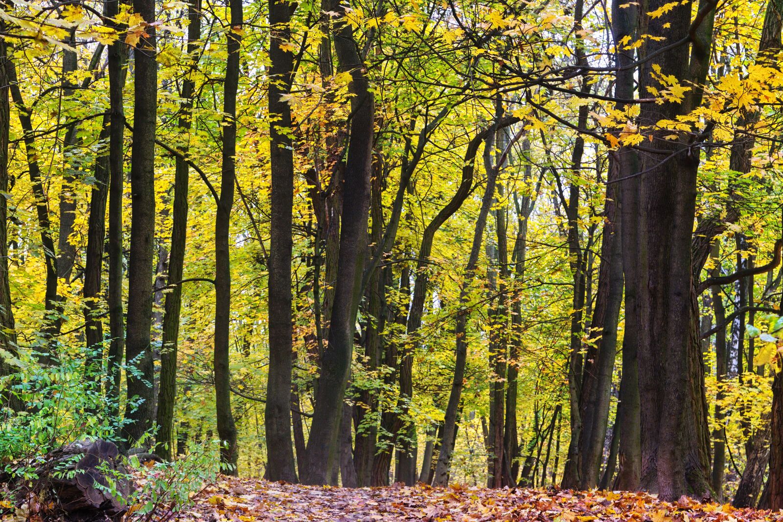 Nikon D3100 sample photo. Landscape, nature, autumn photography