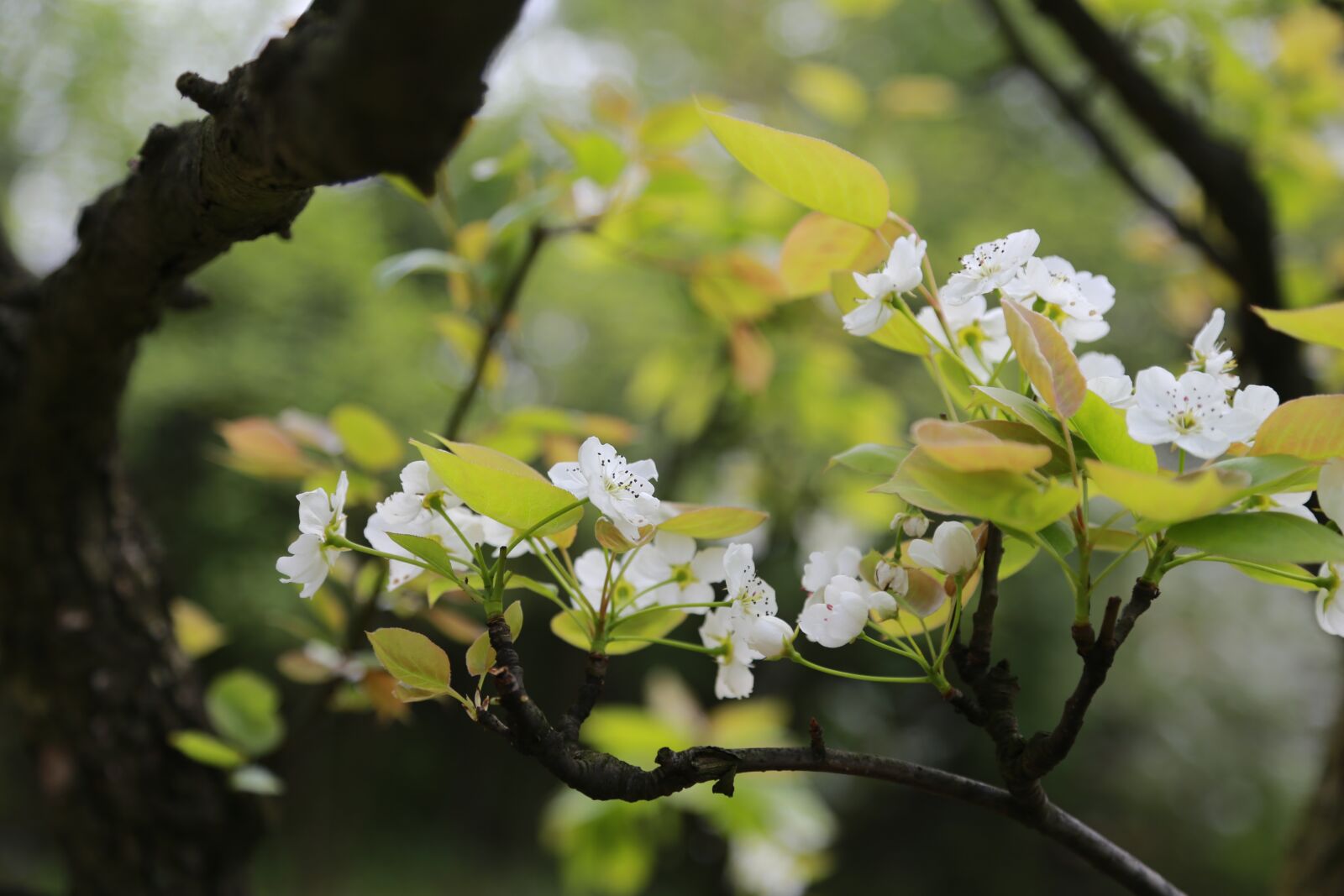 Canon EOS 6D + Canon EF 24-105mm F4L IS USM sample photo. Nature, leaf, plum photography