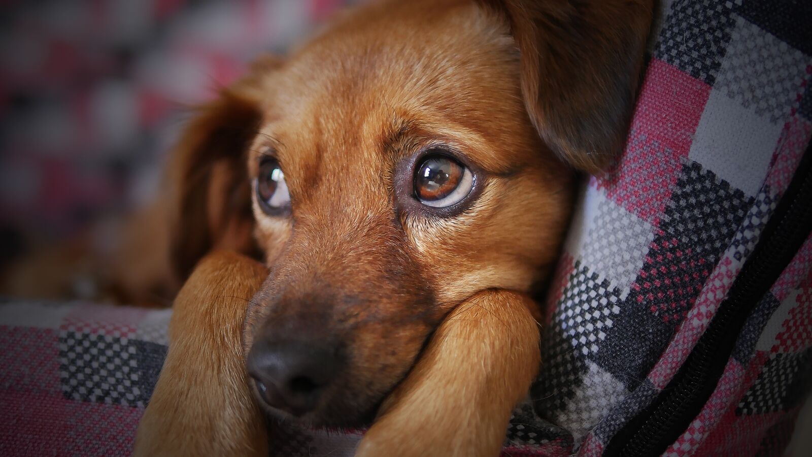 Panasonic Lumix DMC-GH4 sample photo. Dog, cute, animal photography