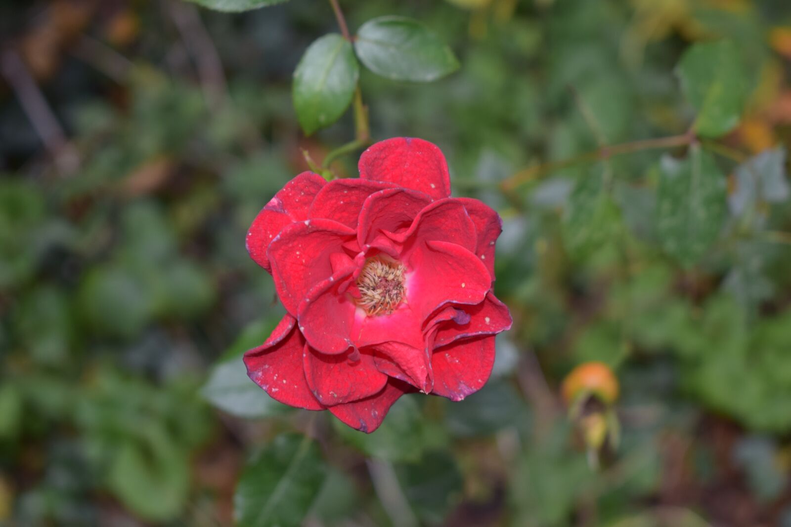 Nikon D3300 sample photo. Flower, dying, petal photography