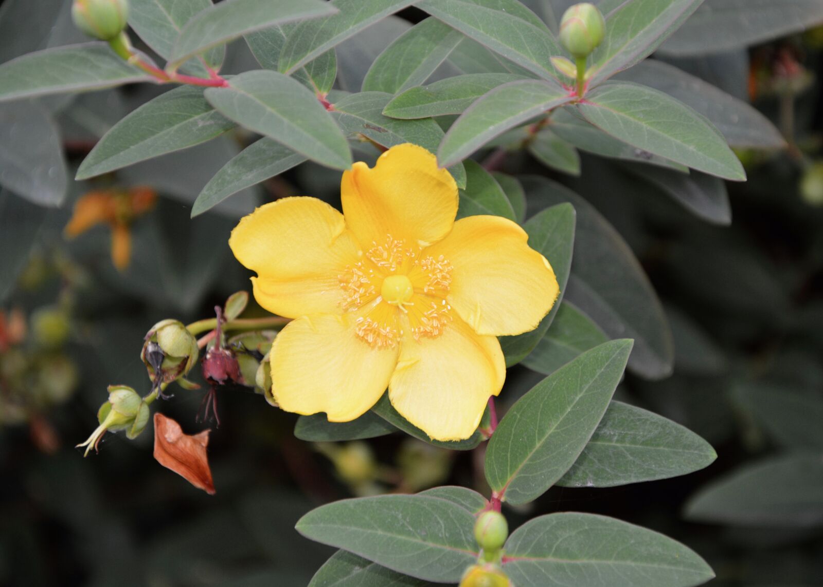 Nikon D5200 sample photo. Yellow flower, st john's photography