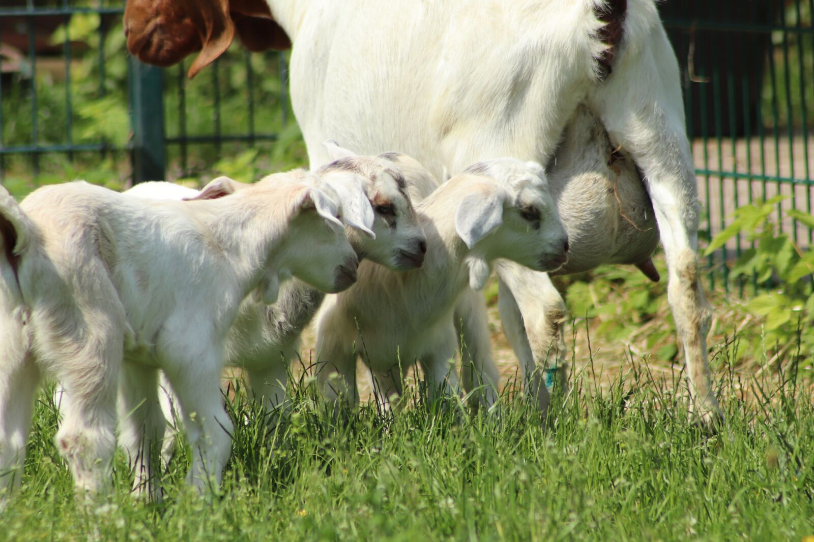 Canon EOS 800D (EOS Rebel T7i / EOS Kiss X9i) sample photo. Kid, goats, pets photography