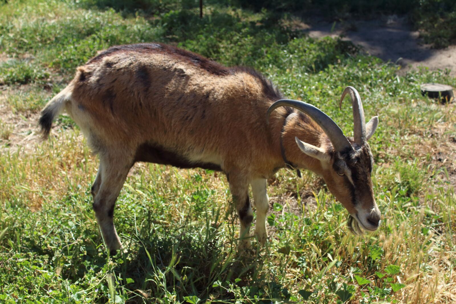 Canon EOS 650D (EOS Rebel T4i / EOS Kiss X6i) sample photo. Billy, goat, farm photography