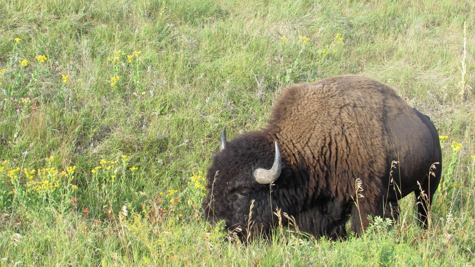 Canon PowerShot SX510 HS sample photo. Buffalo, bison, wildlife photography