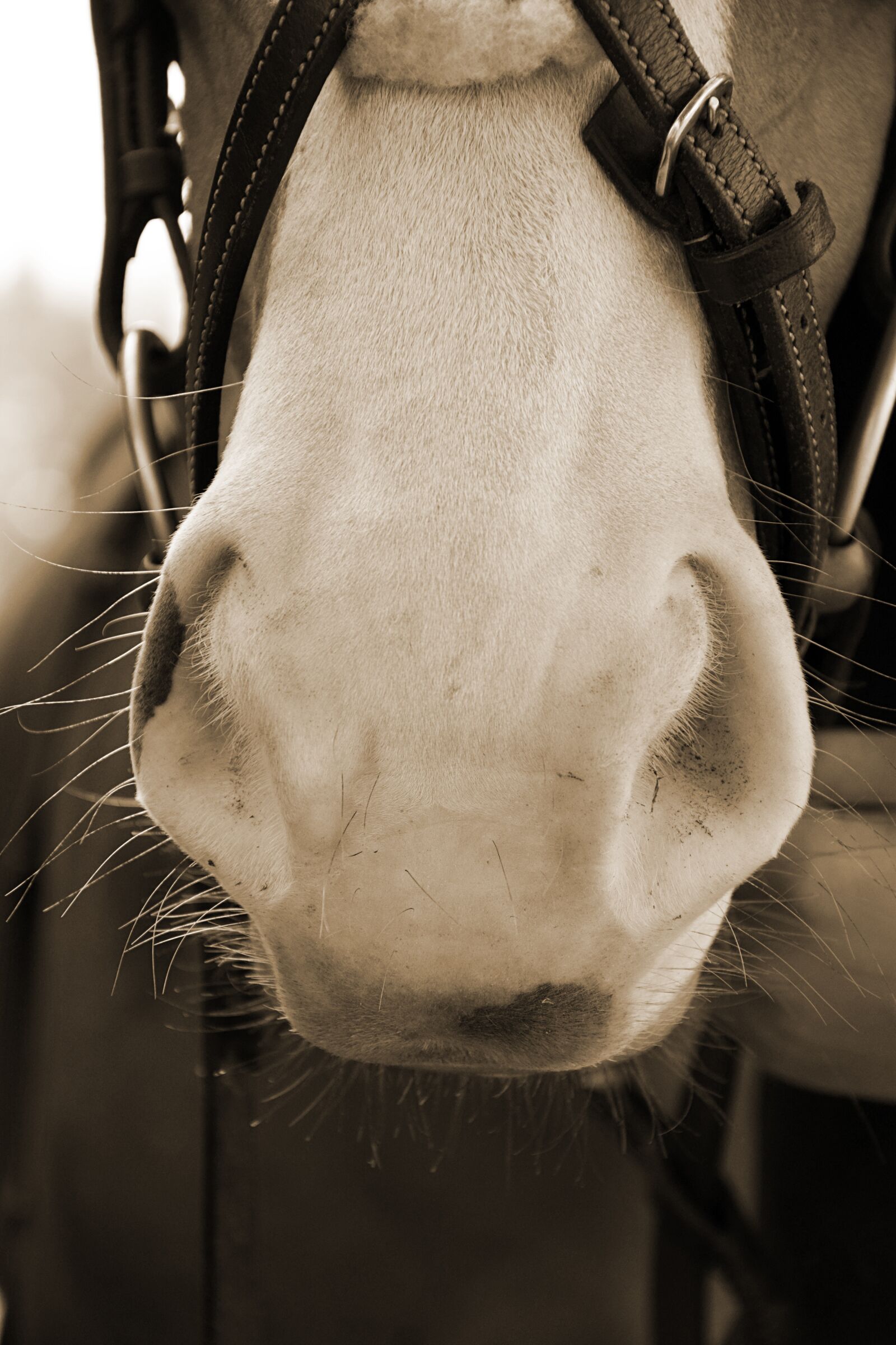 Nikon D3300 sample photo. Horse, nostrils, soft photography
