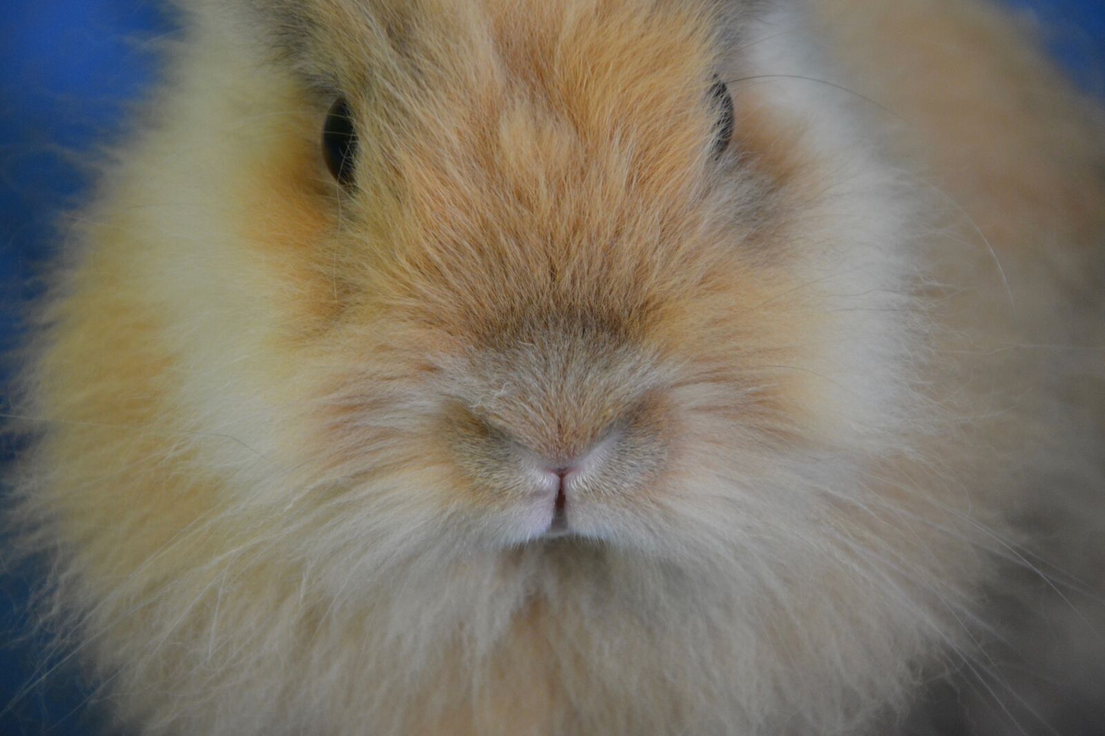 Nikon D5200 sample photo. Rabbit, nose, face photography