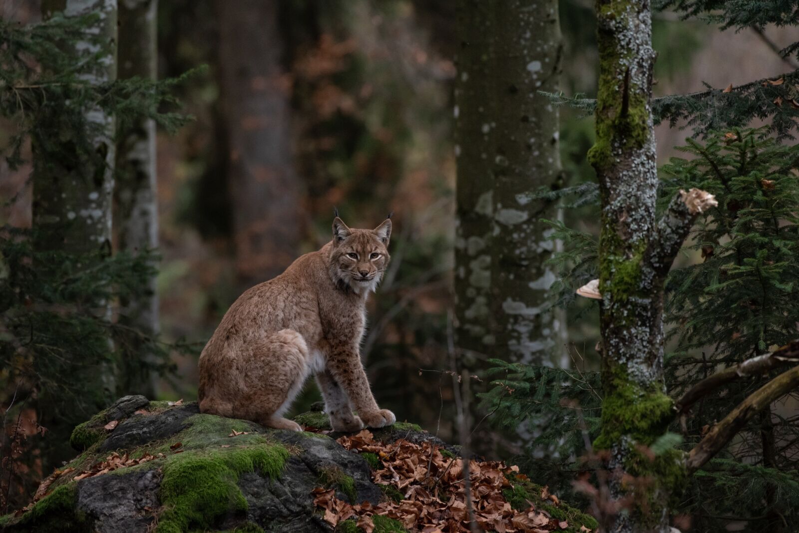 Nikon D750 sample photo. Bobcat, forest, nature photography