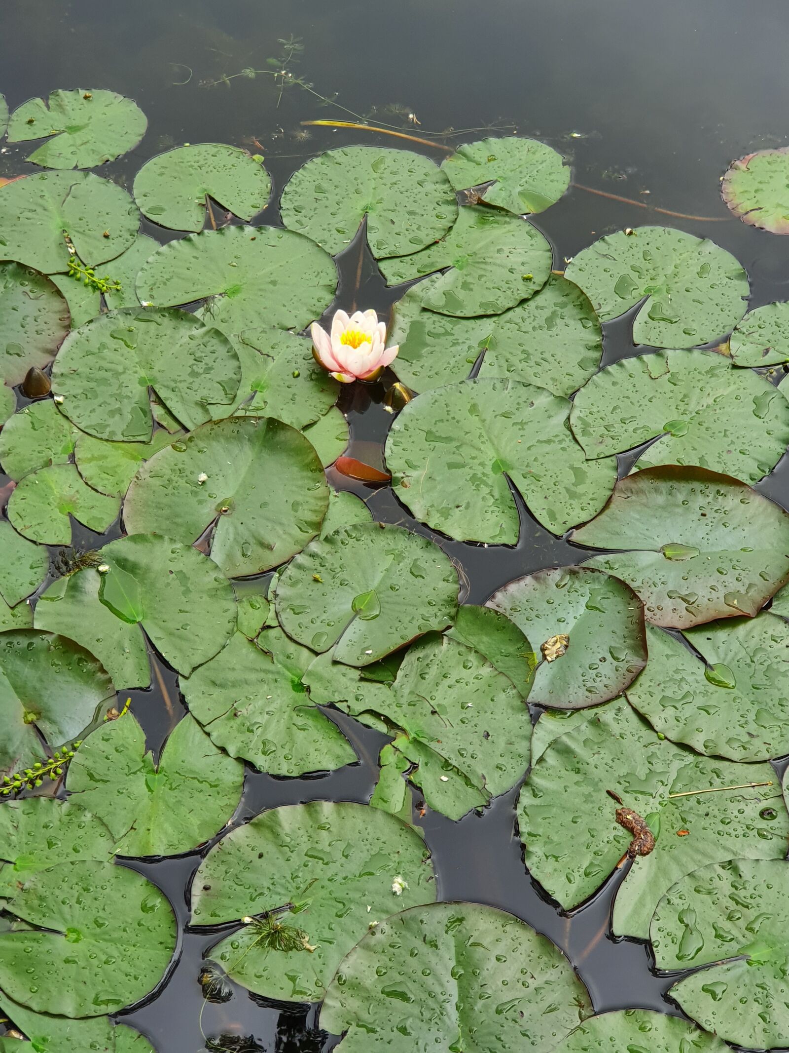 Samsung Galaxy S10 sample photo. Water lily, flower, pond photography