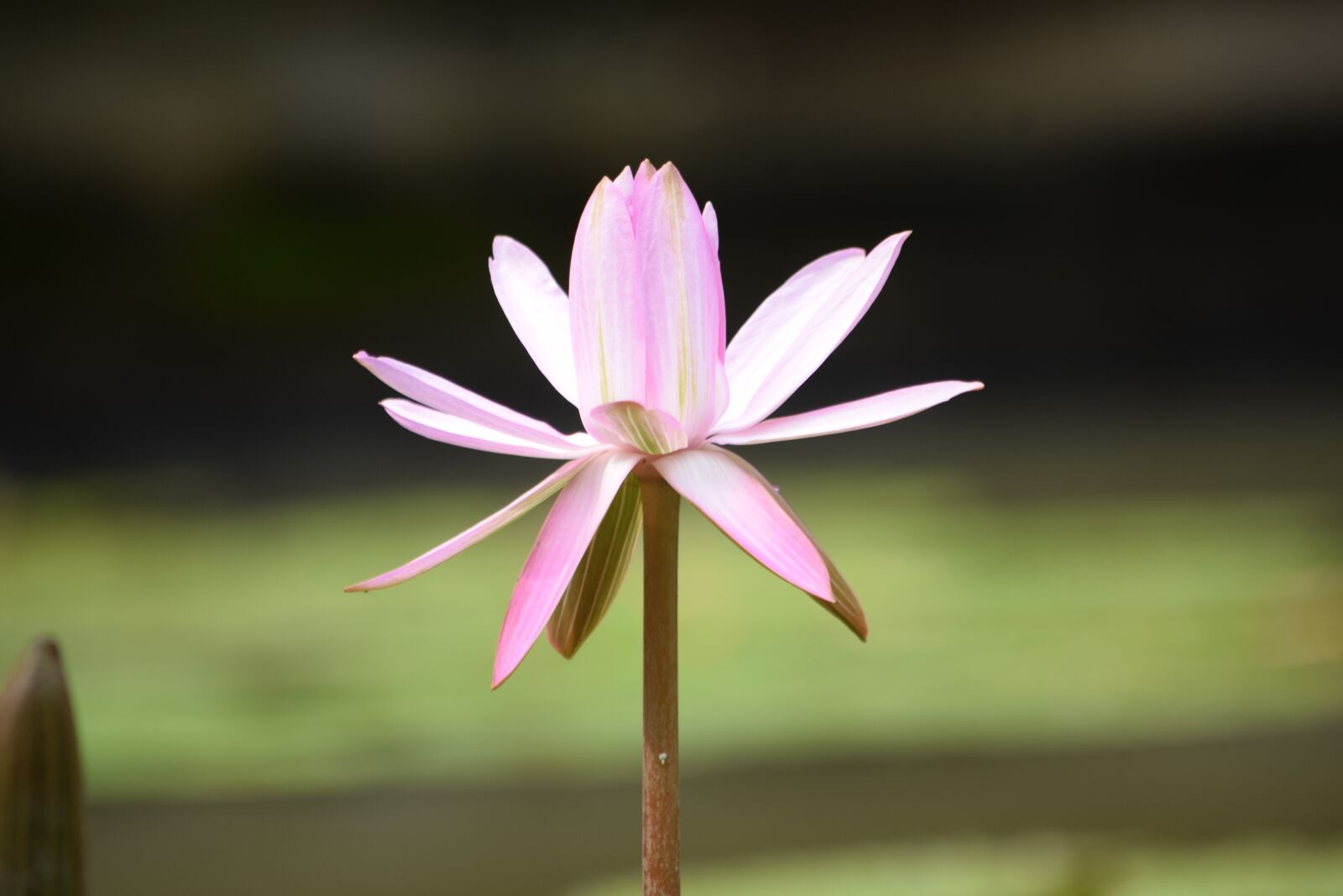 Nikon D3300 sample photo. Gun cotton, tree lilies photography