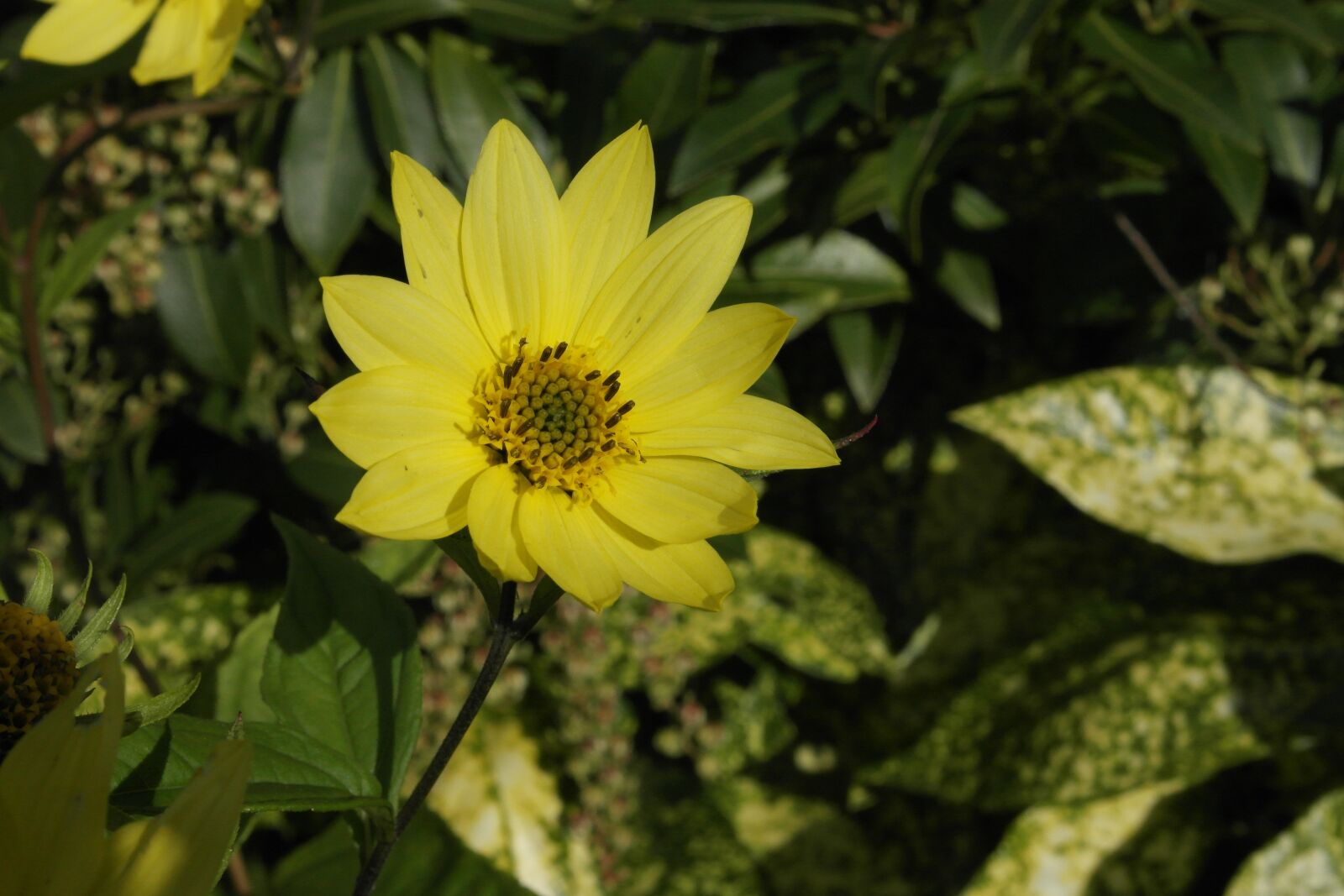 Samsung NX1000 sample photo. Nature, flower, yellow photography