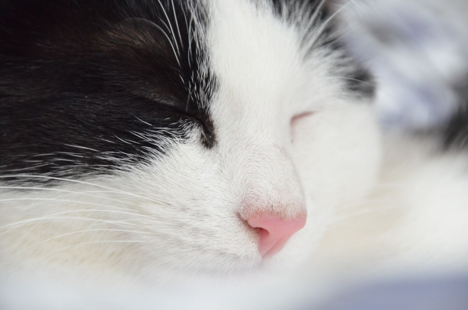 Nikon D5100 sample photo. Cat, pet, black and photography