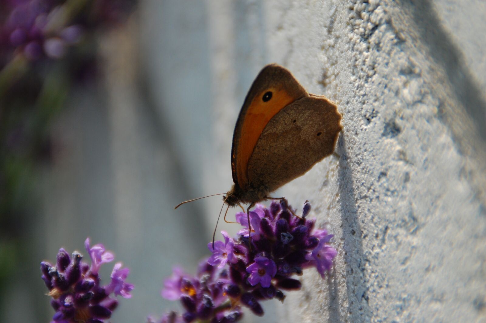 Nikon D40 sample photo. Butterfly, nature, insect photography