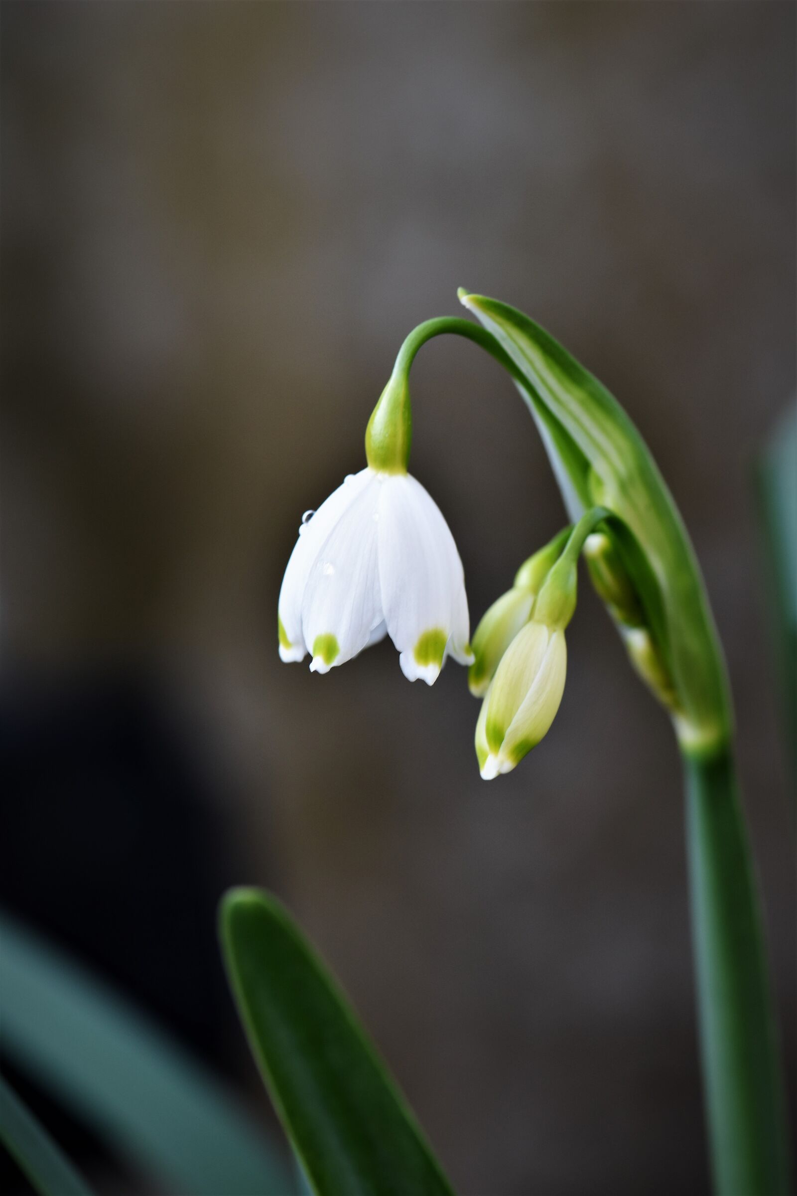 Nikon D5500 sample photo. Lily of the valley photography