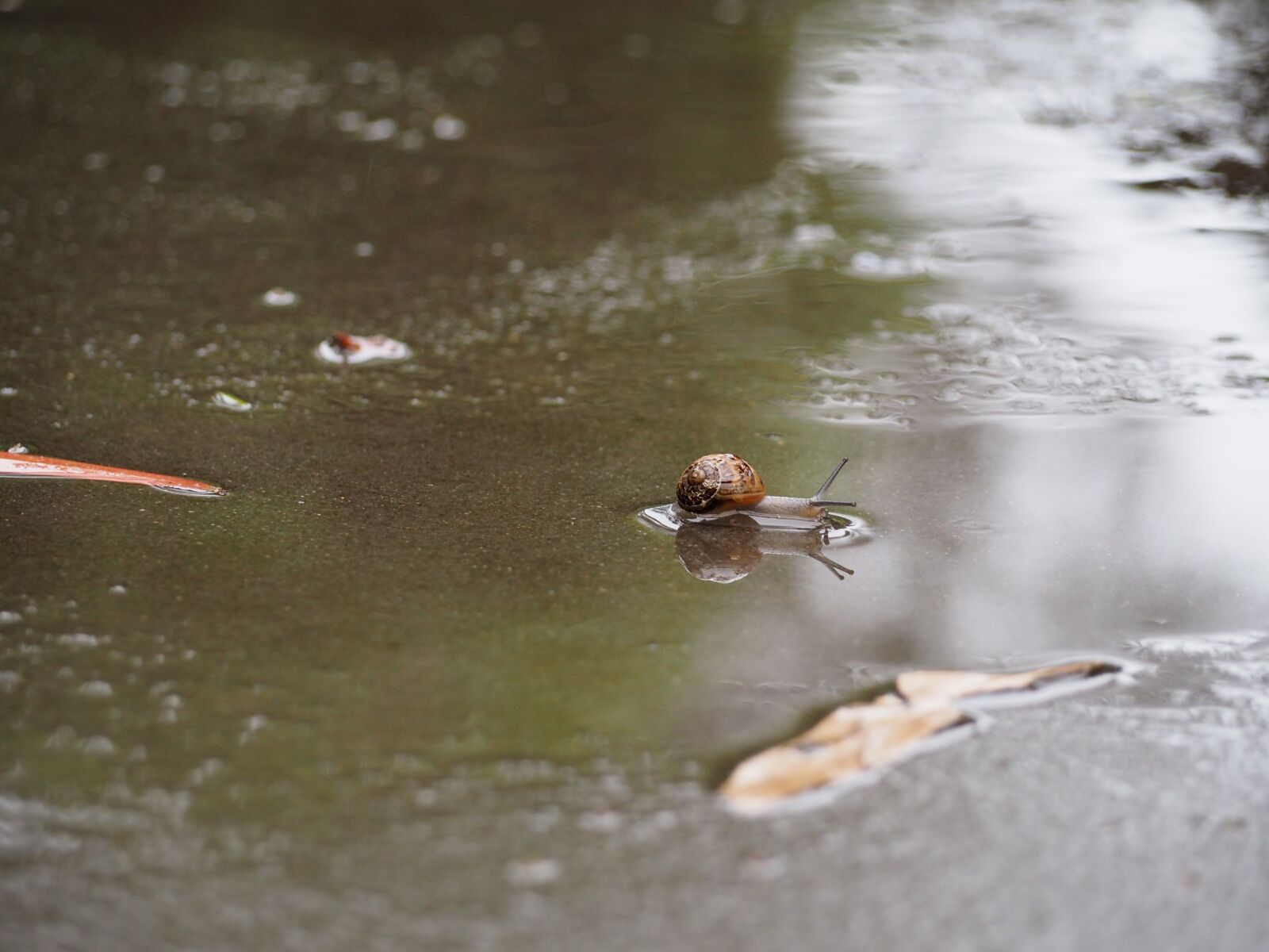 Olympus OM-D E-M10 sample photo. Snail, puddle, wet photography