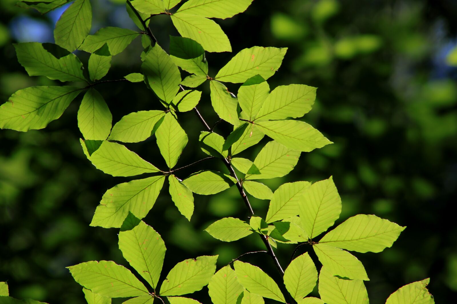 Canon EOS 500D (EOS Rebel T1i / EOS Kiss X3) sample photo. Leaves, reverse light, tree photography