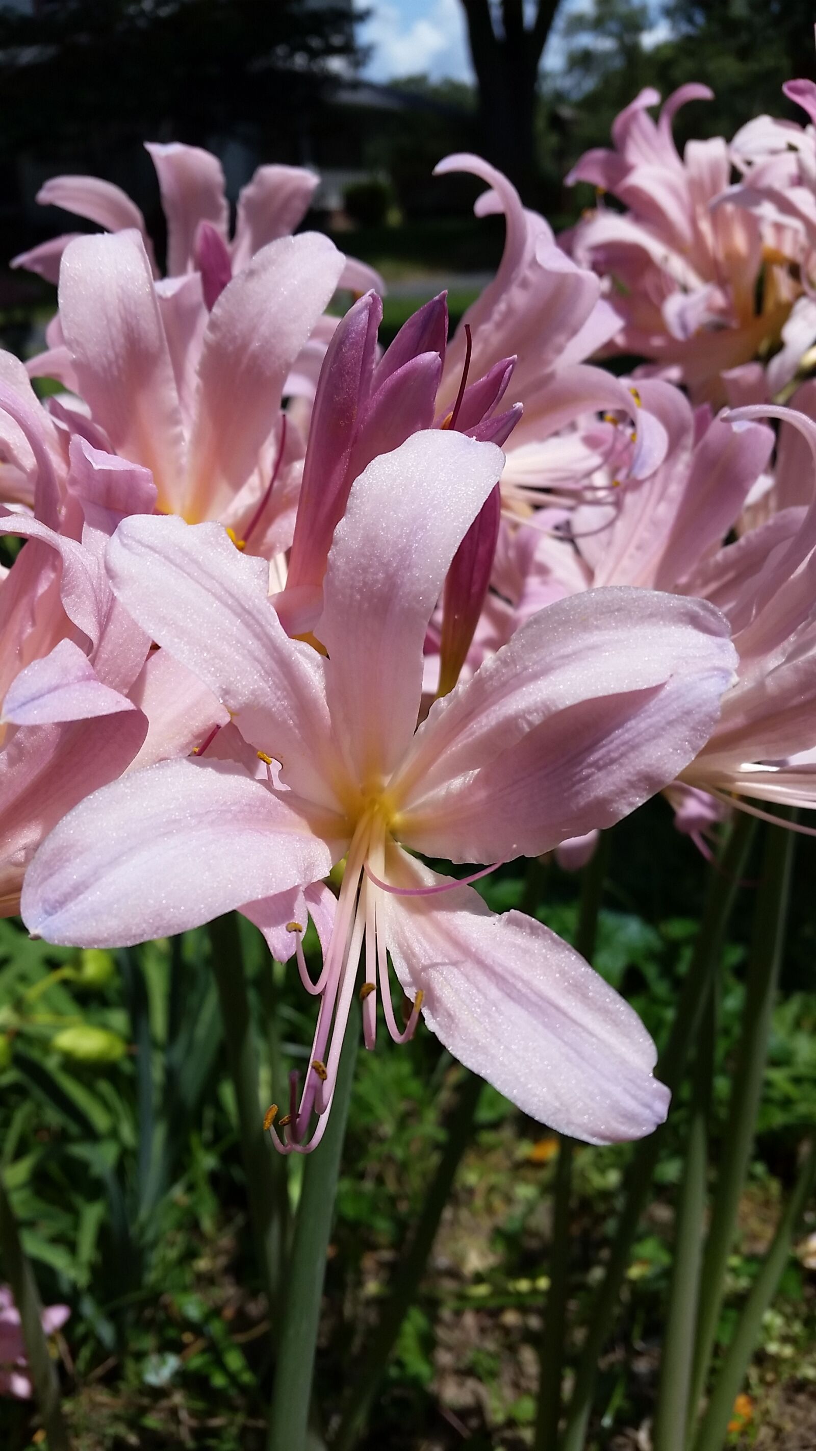 Samsung Galaxy S5 sample photo. Bulbs, lilies, pink photography