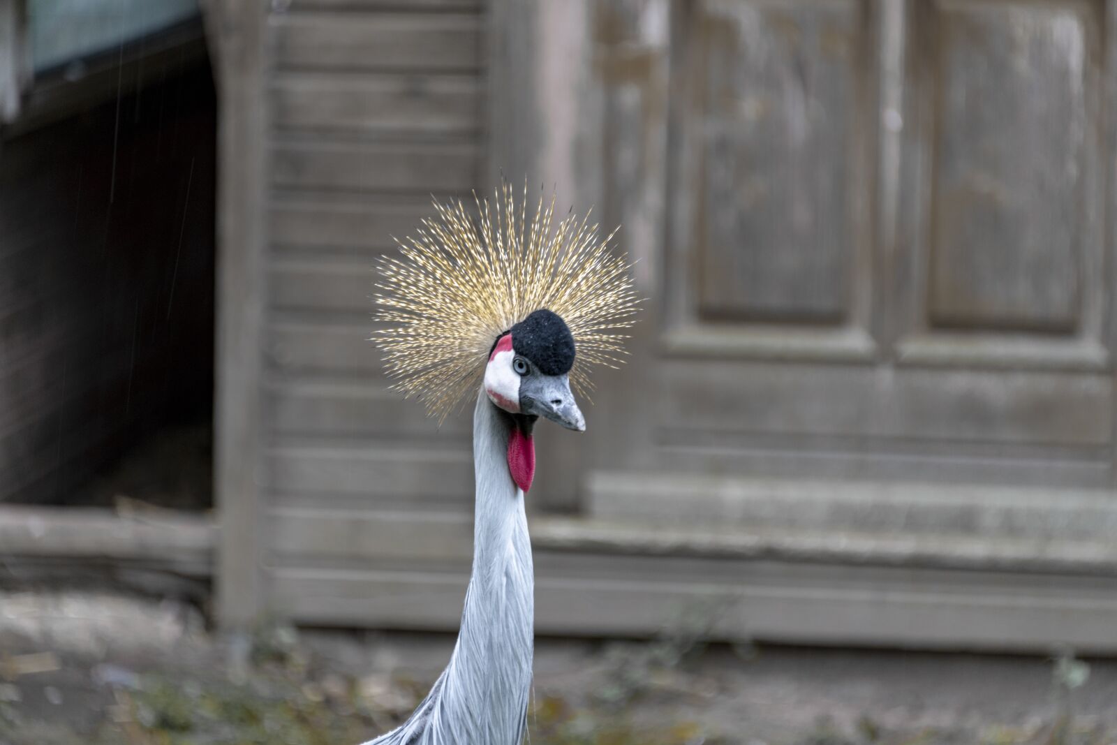 Nikon D850 sample photo. Bird, duck, feather photography