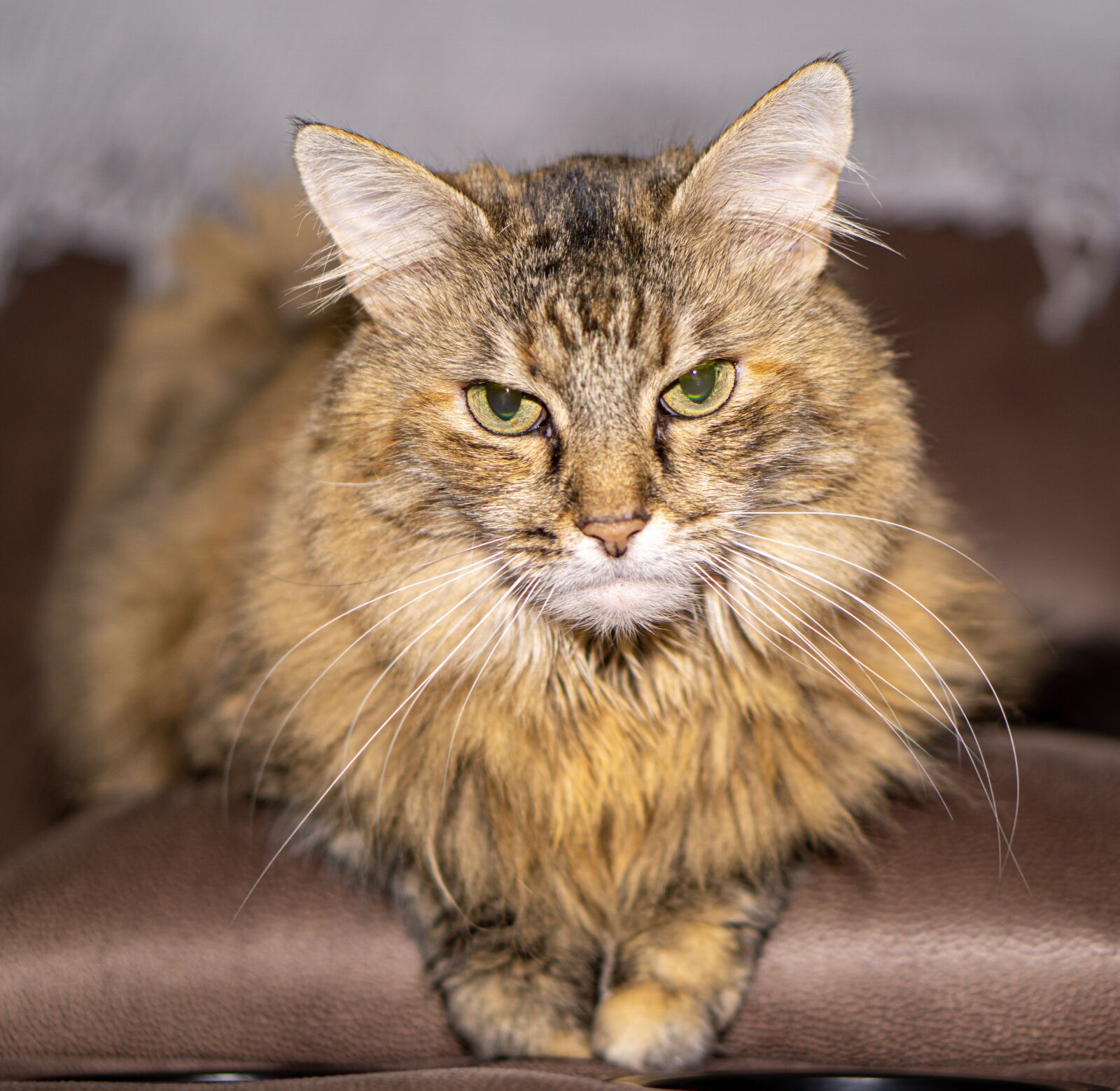 E 50mm F1.8 OSS sample photo. Cat, kitten, pet photography
