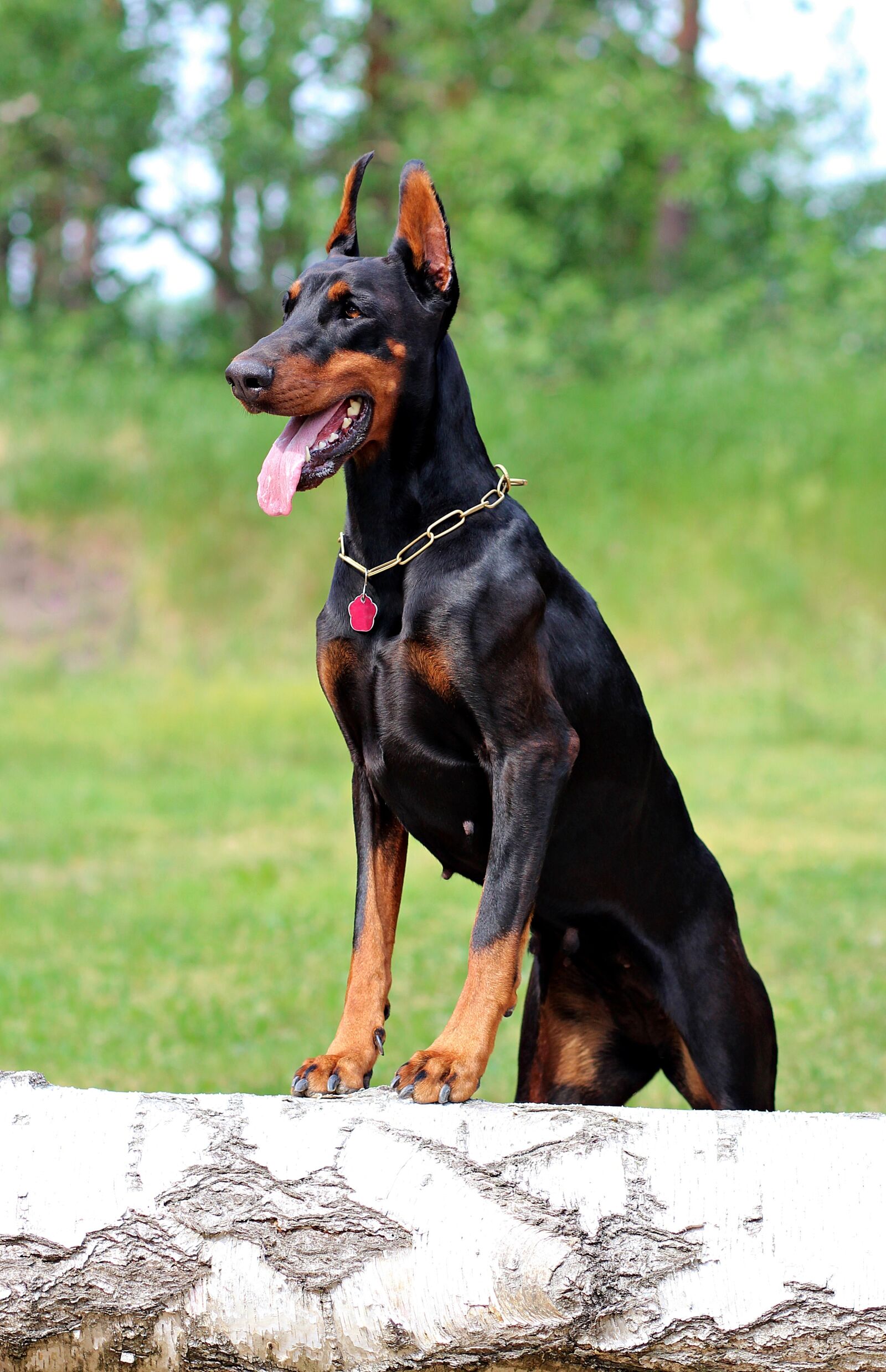 Canon EOS 600D (Rebel EOS T3i / EOS Kiss X5) sample photo. Doberman, dog, beauty photography