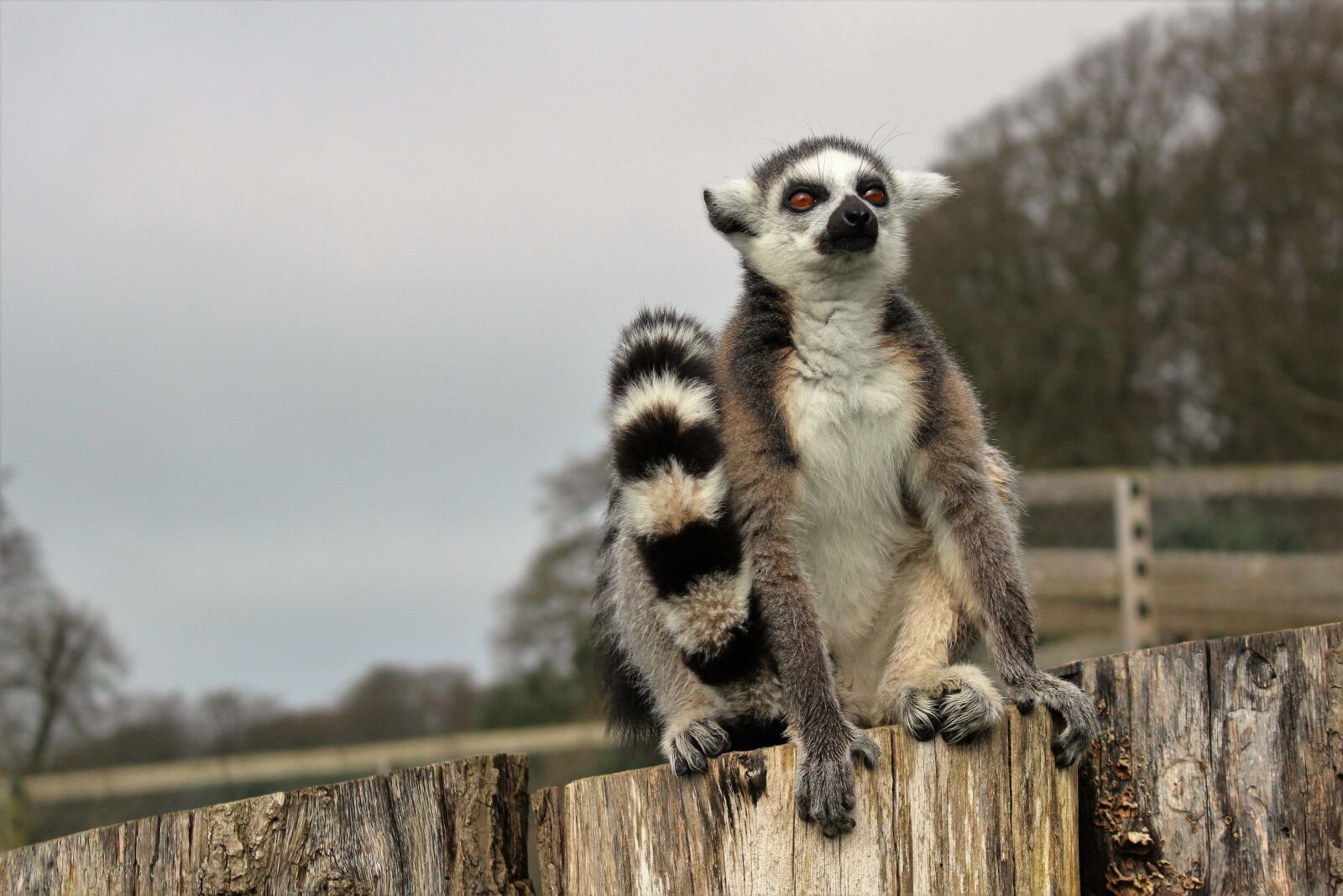 Canon EOS 100D (EOS Rebel SL1 / EOS Kiss X7) sample photo. Lemur, ring-tailed, primate photography