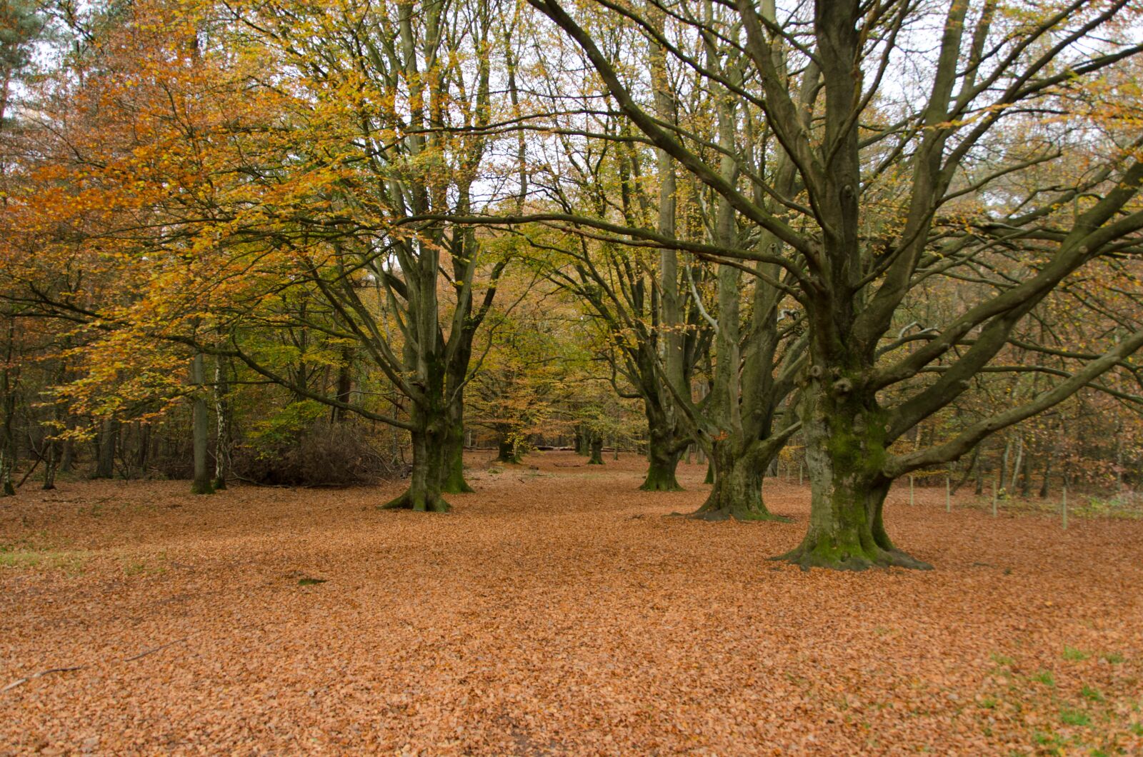 Nikon D7000 sample photo. Autumn, woods, forest photography