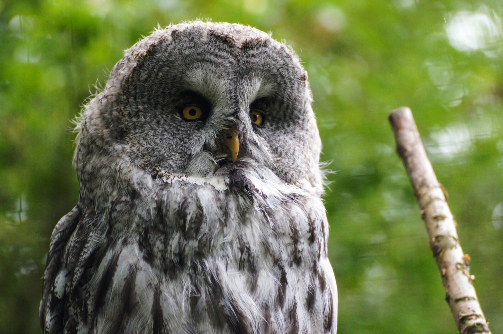 Sony SLT-A55 (SLT-A55V) sample photo. Owl, zoo, bird photography