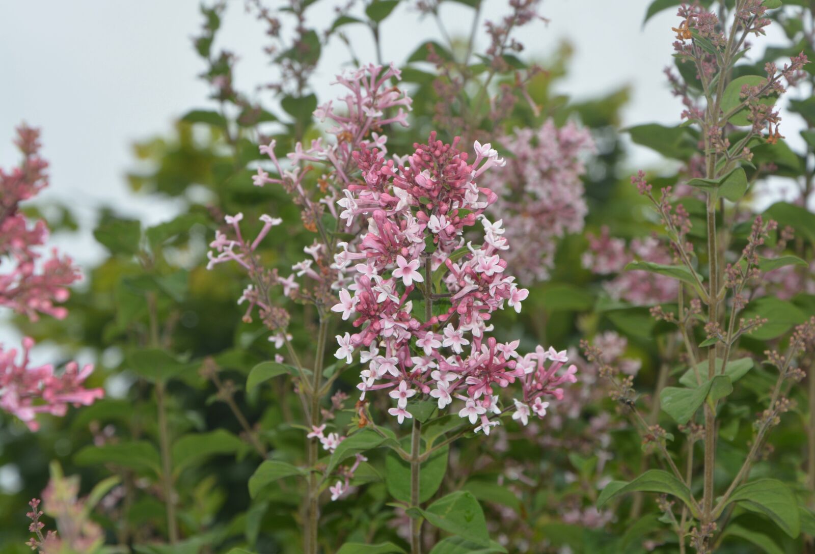 Nikon D5200 sample photo. Lilac droplets of water photography
