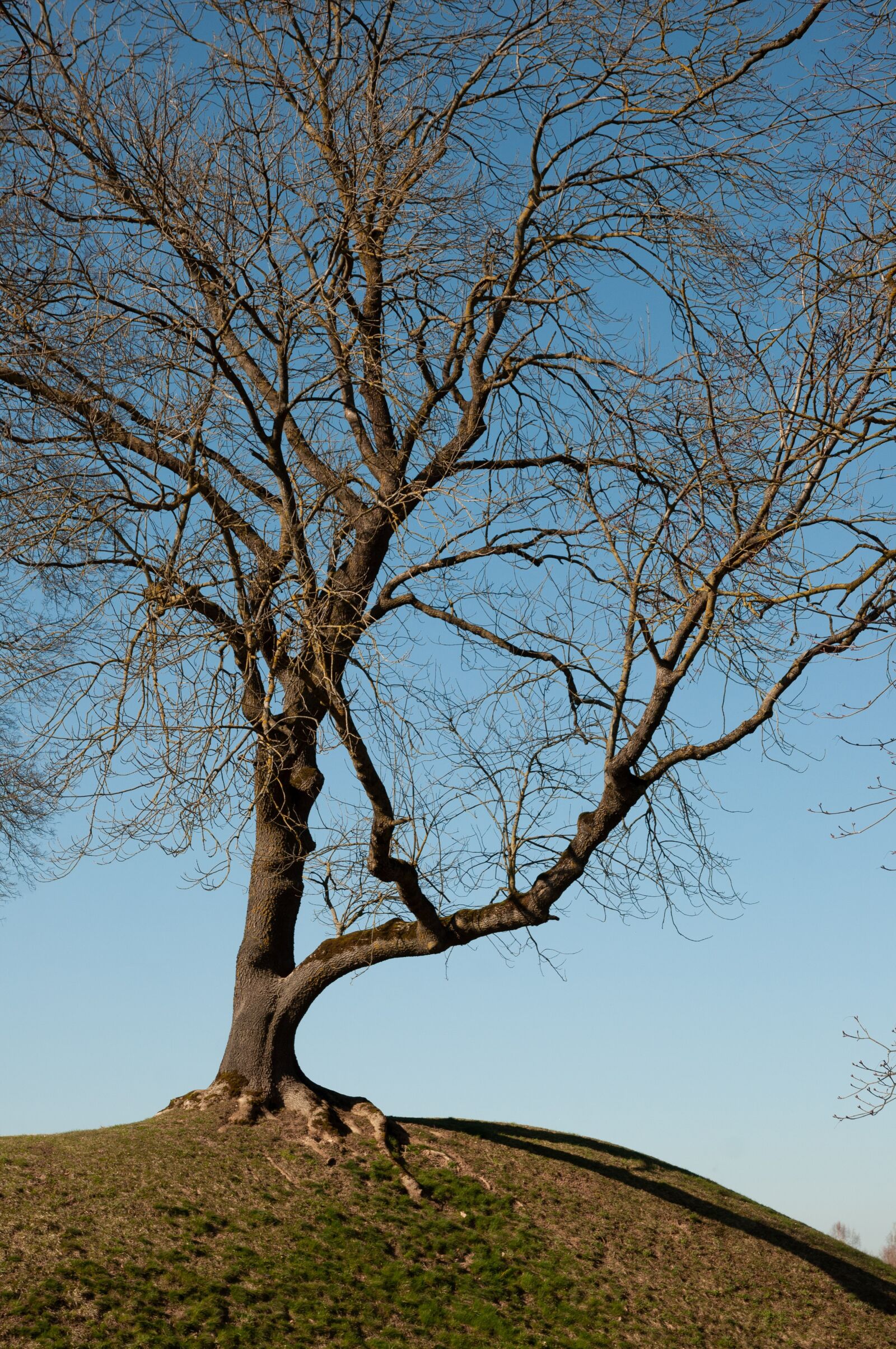 Nikon D90 sample photo. Lonely, tree, landscape photography
