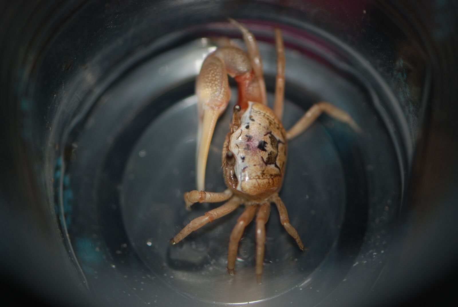 Nikon D80 sample photo. Crab, ocean, crustacean photography