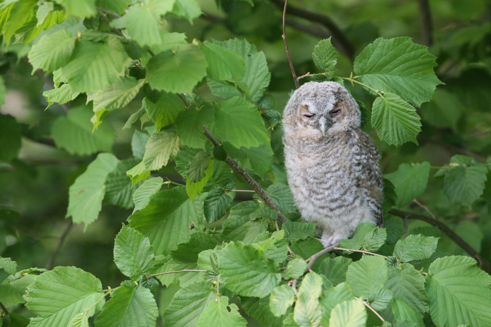 Canon EOS 40D sample photo. Young owl, bird, woodside photography