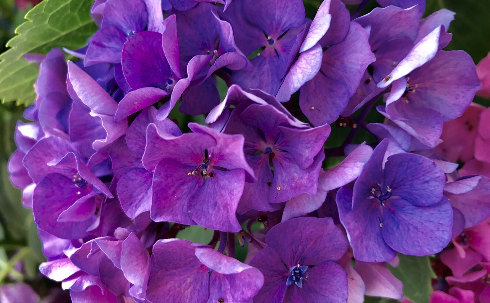 Apple iPhone 7 sample photo. Flower, hydrangea, nature photography