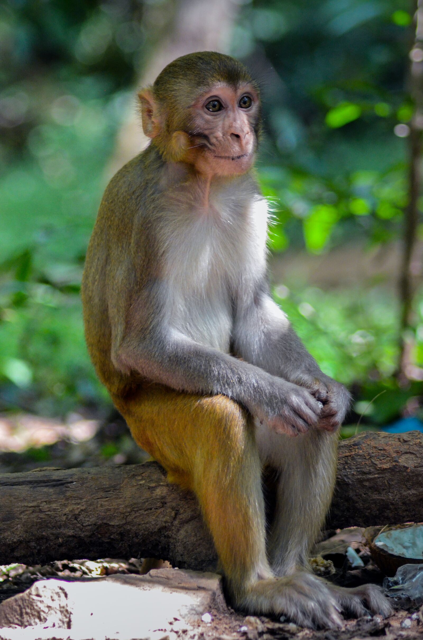 Nikon D5100 sample photo. Monkey, wildlife, nature photography