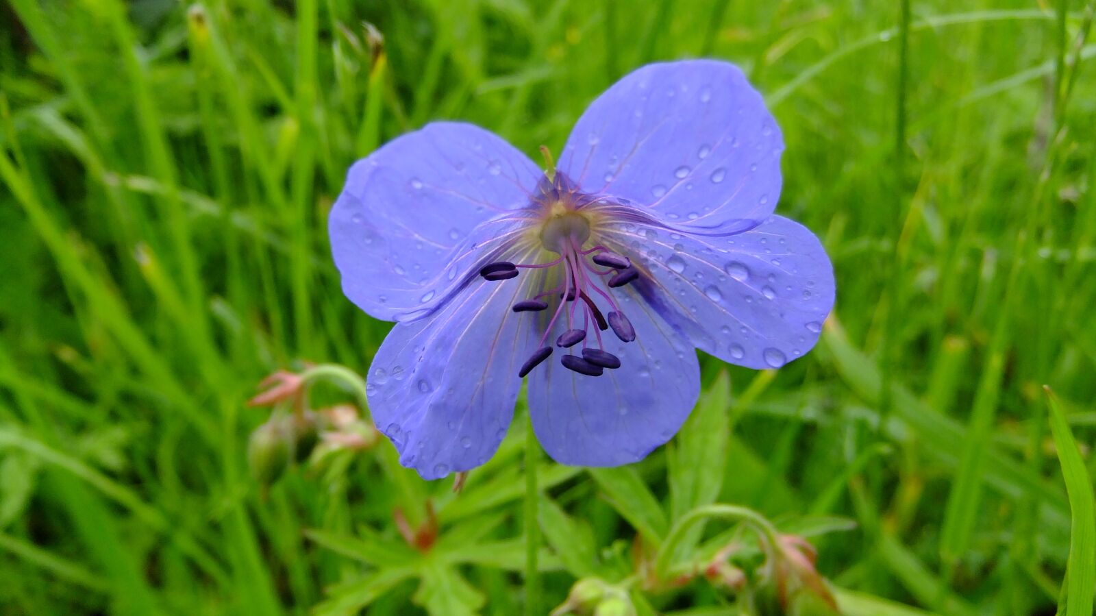 FujiFilm FinePix F80EXR (FinePix F85EXR) sample photo. Geranium, nature, summer photography