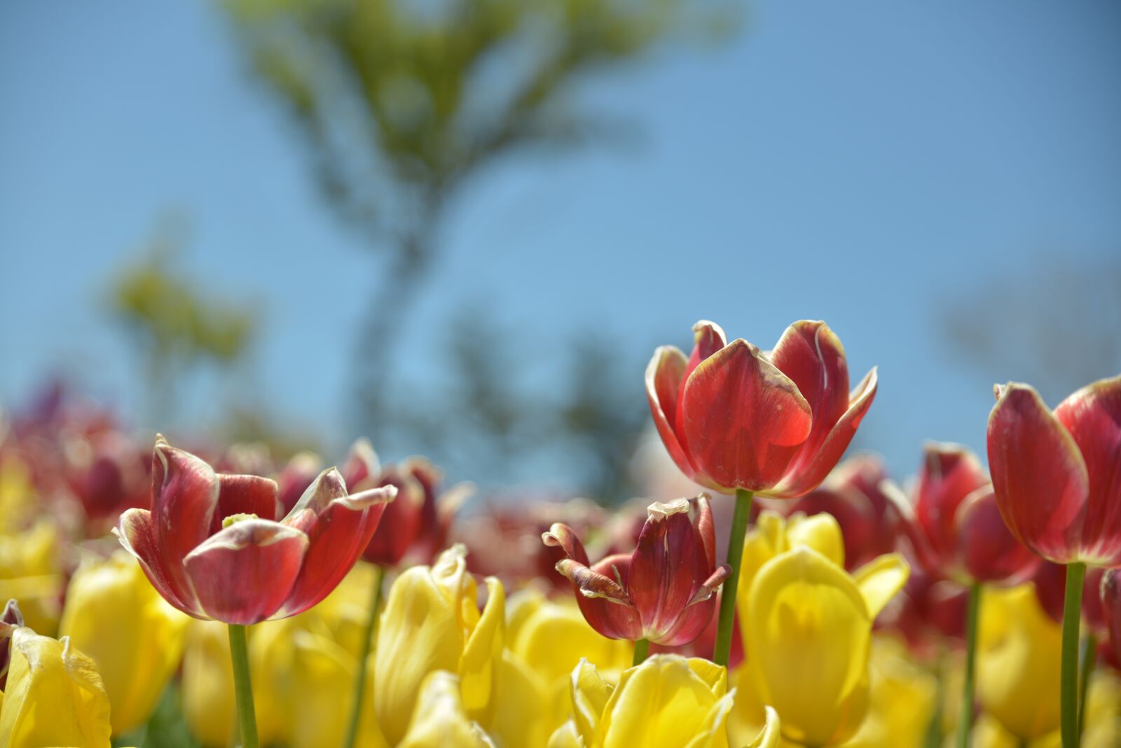 Nikon D800 sample photo. Tulip, flowers, red flower photography