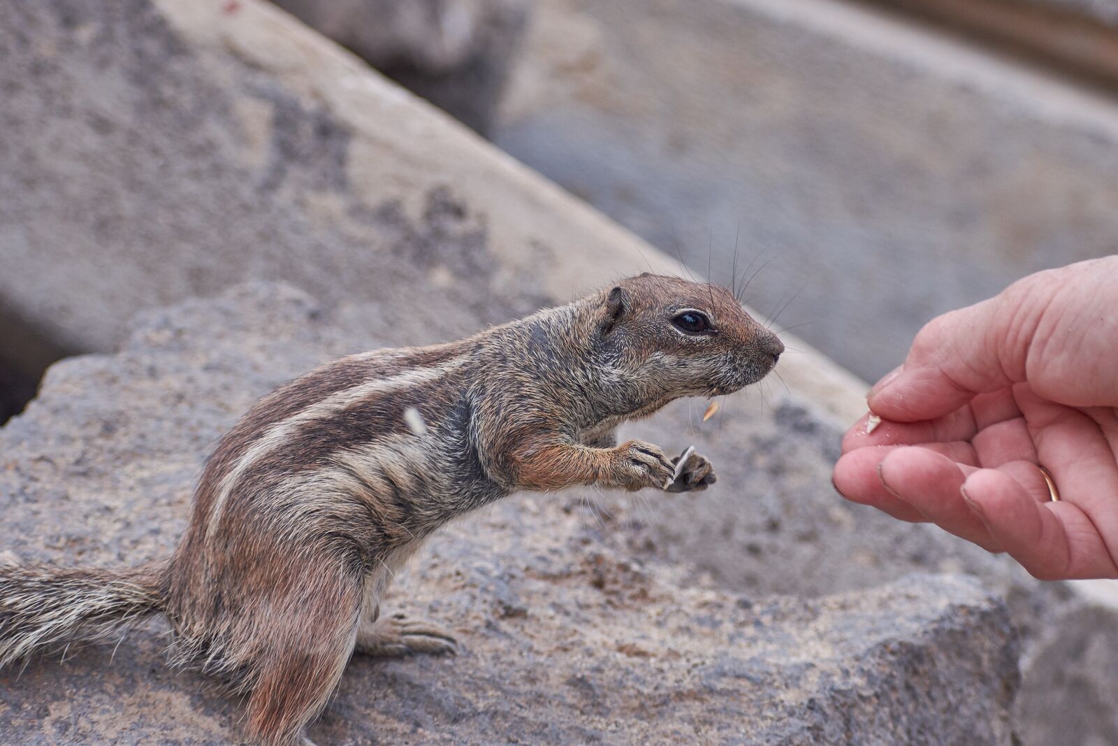 Nikon D7200 sample photo. Gophers, feed, hand photography