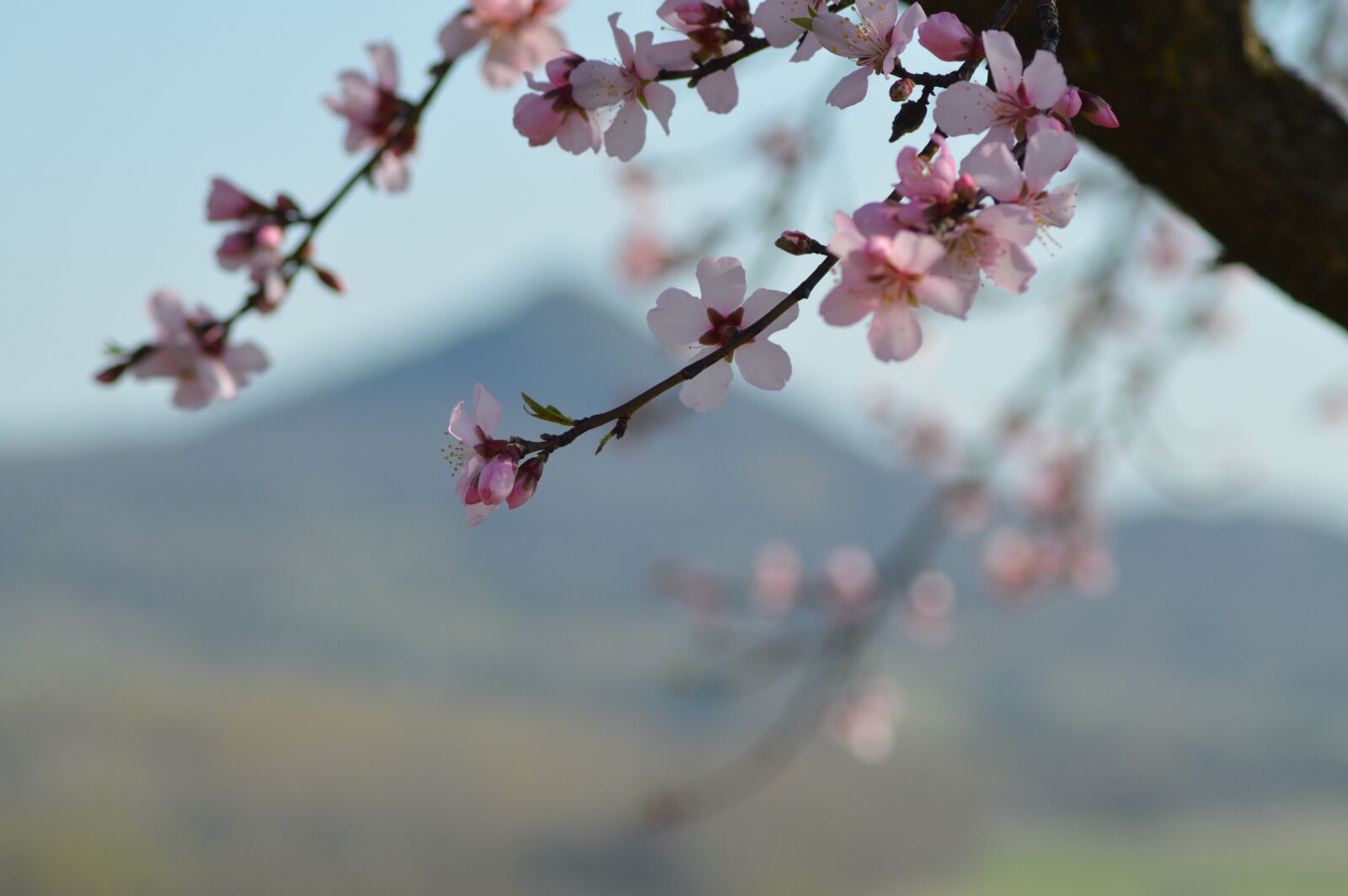 Nikon D3200 sample photo. Balaton uplands, hungary, spring photography