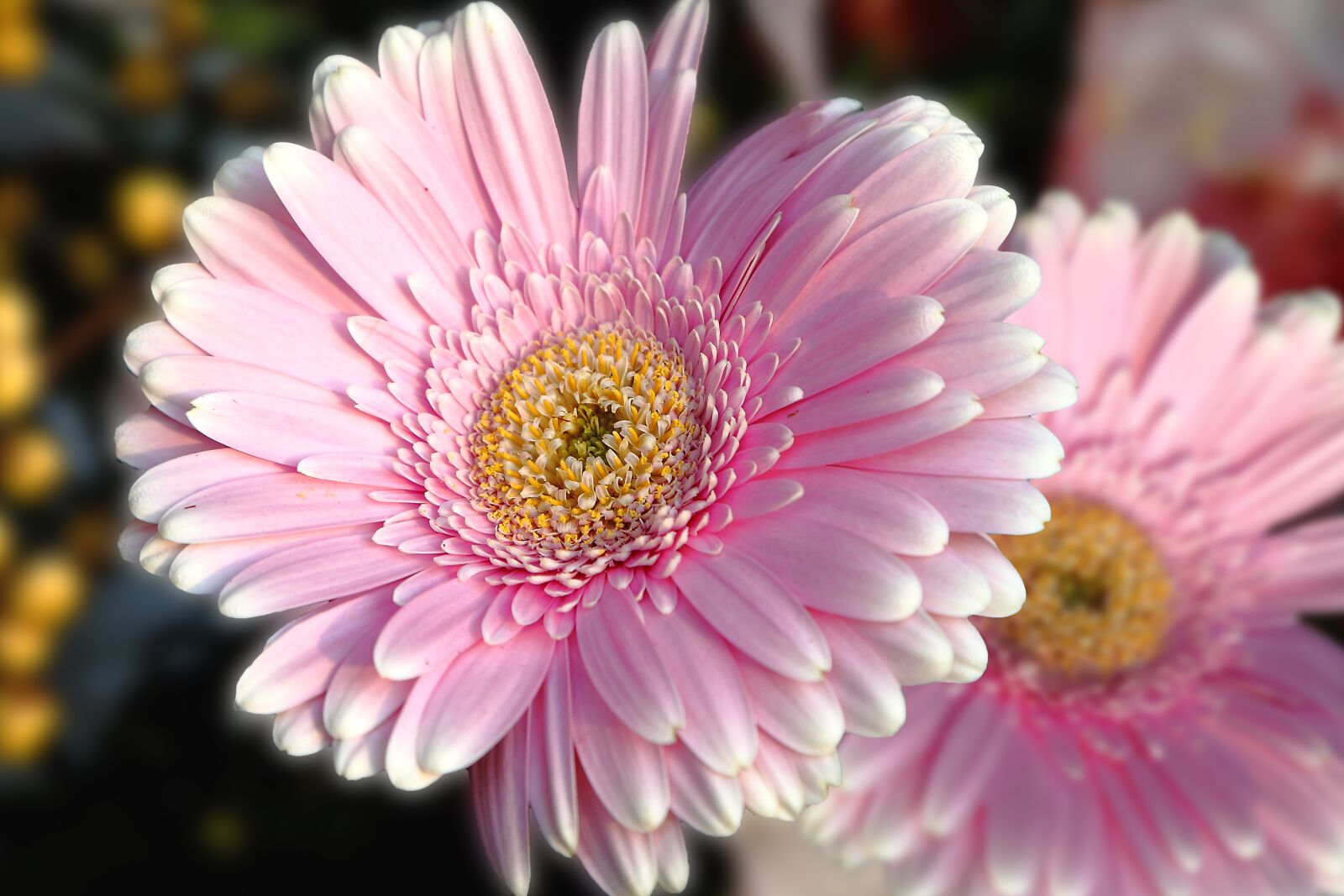 Canon EOS 5D Mark II sample photo. Flower, blossom, bloom photography