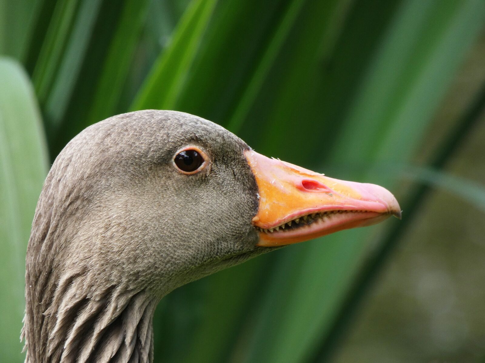 Panasonic Lumix DC-FZ80 (Lumix DC-FZ82) sample photo. Greylag goose, head, tooth photography