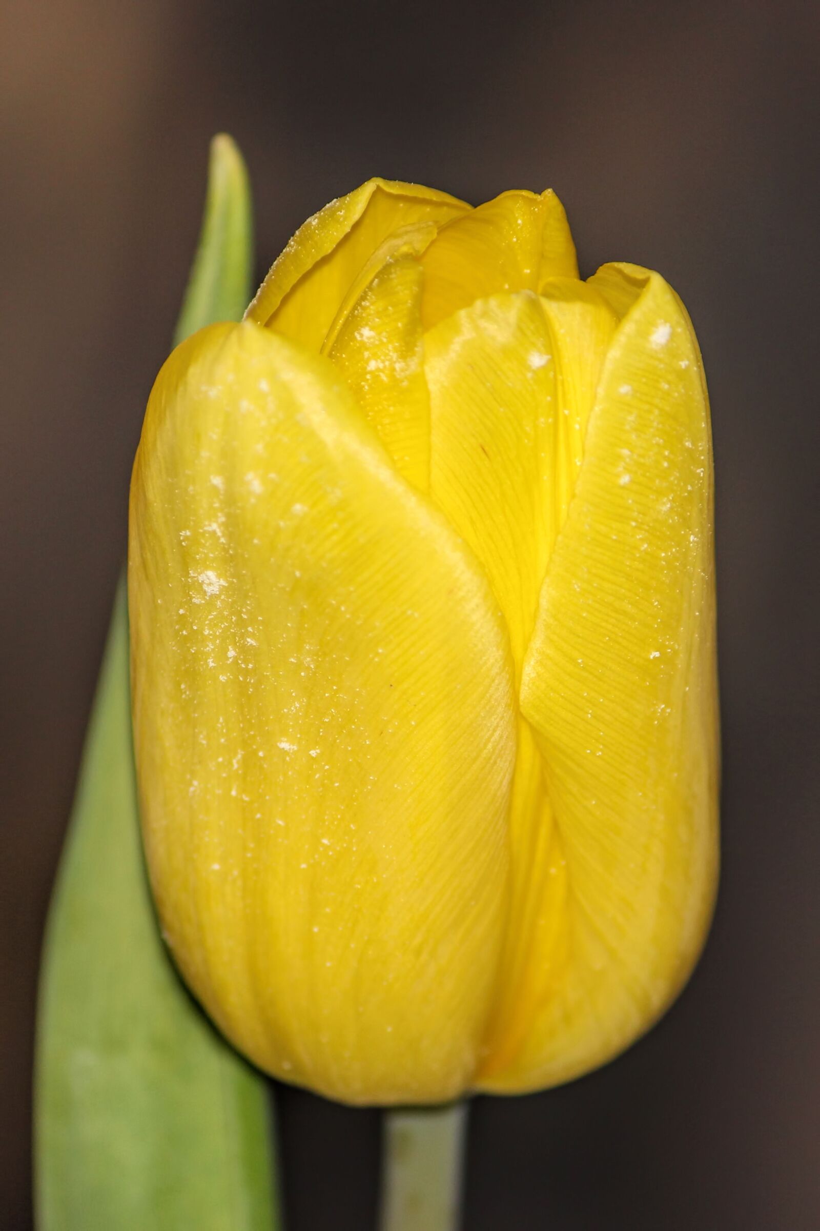 Canon EOS 600D (Rebel EOS T3i / EOS Kiss X5) sample photo. Tulip, yellow, blossom photography