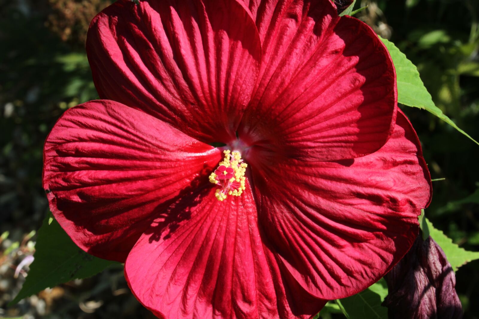 Canon EOS 7D sample photo. Red flower, hibiscus, tropical photography