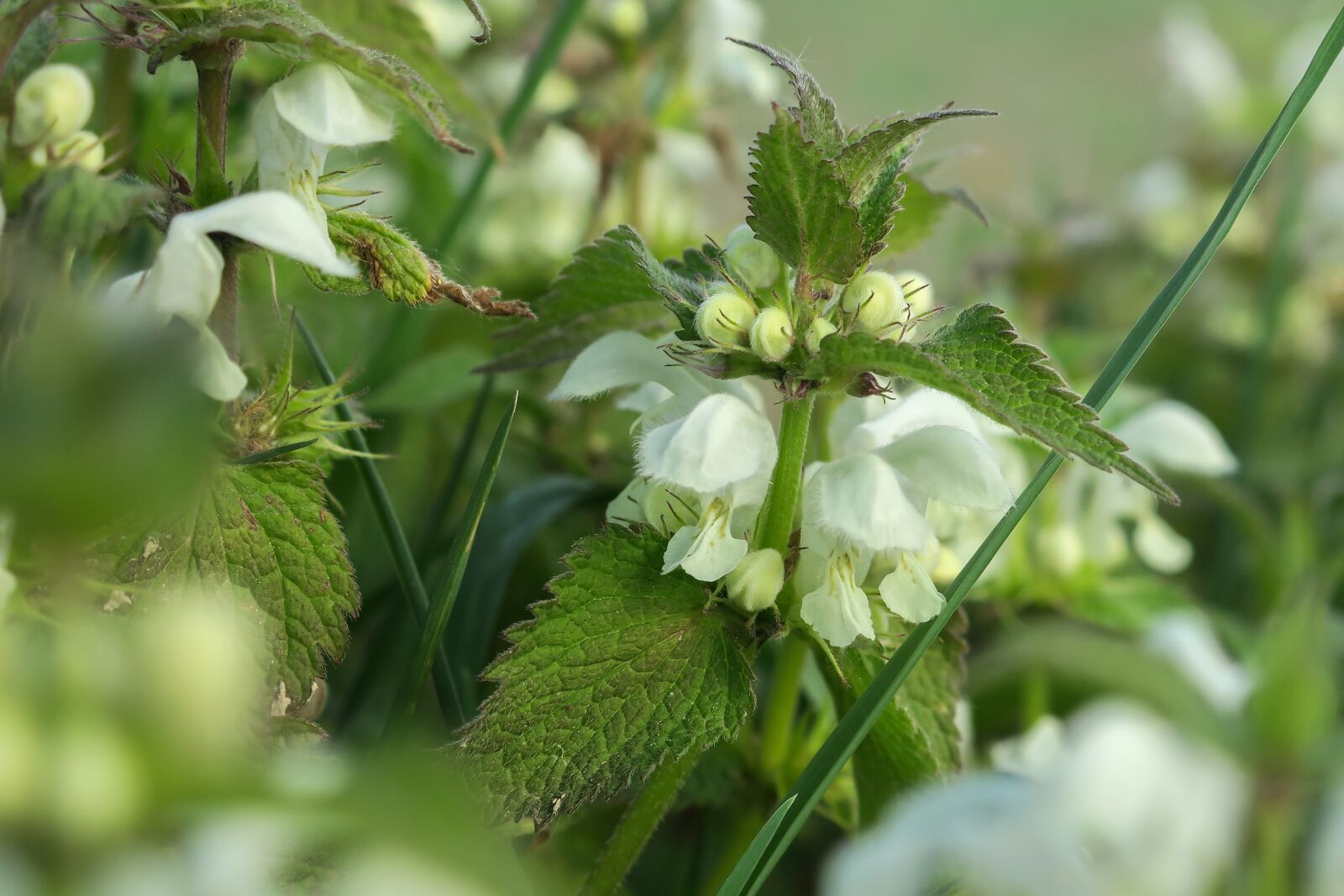 Canon PowerShot G3 X sample photo. Dead nettle, white deadnettle photography