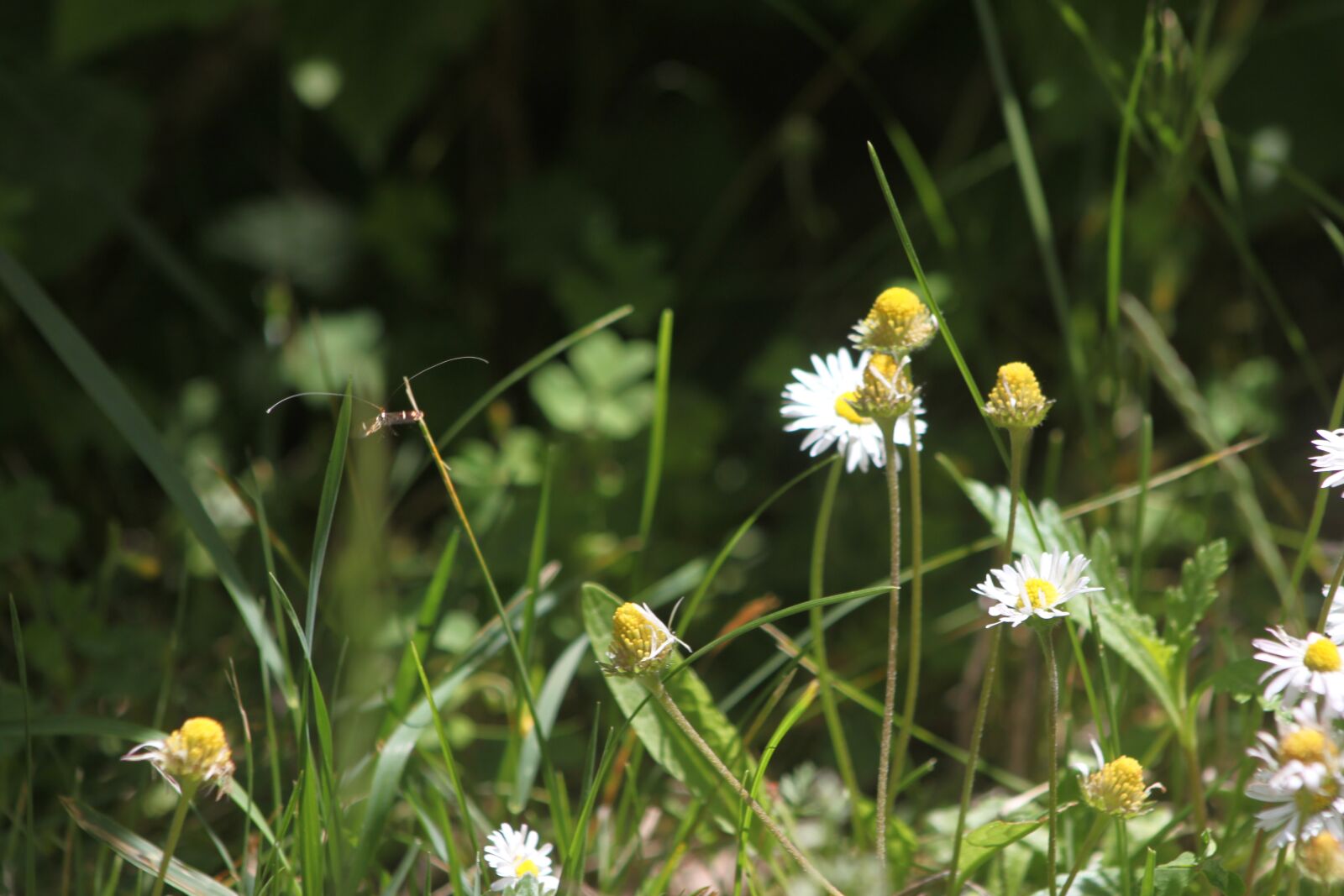 Canon EOS 500D (EOS Rebel T1i / EOS Kiss X3) sample photo. Bees, spring, garden photography