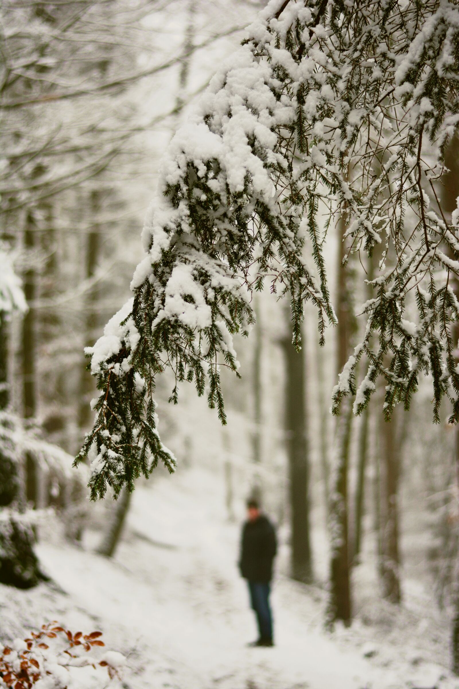 Nikon D5200 sample photo. Winter, snow, snowy photography
