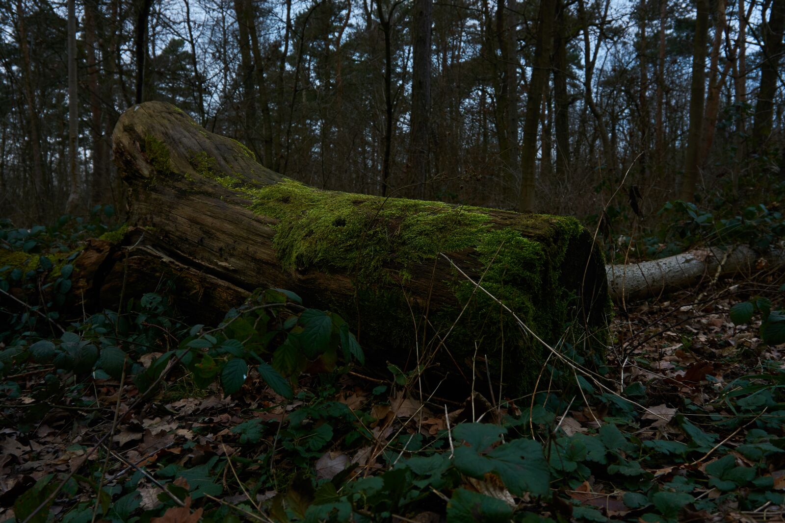 Sony a6000 sample photo. Wood, tree, nature photography