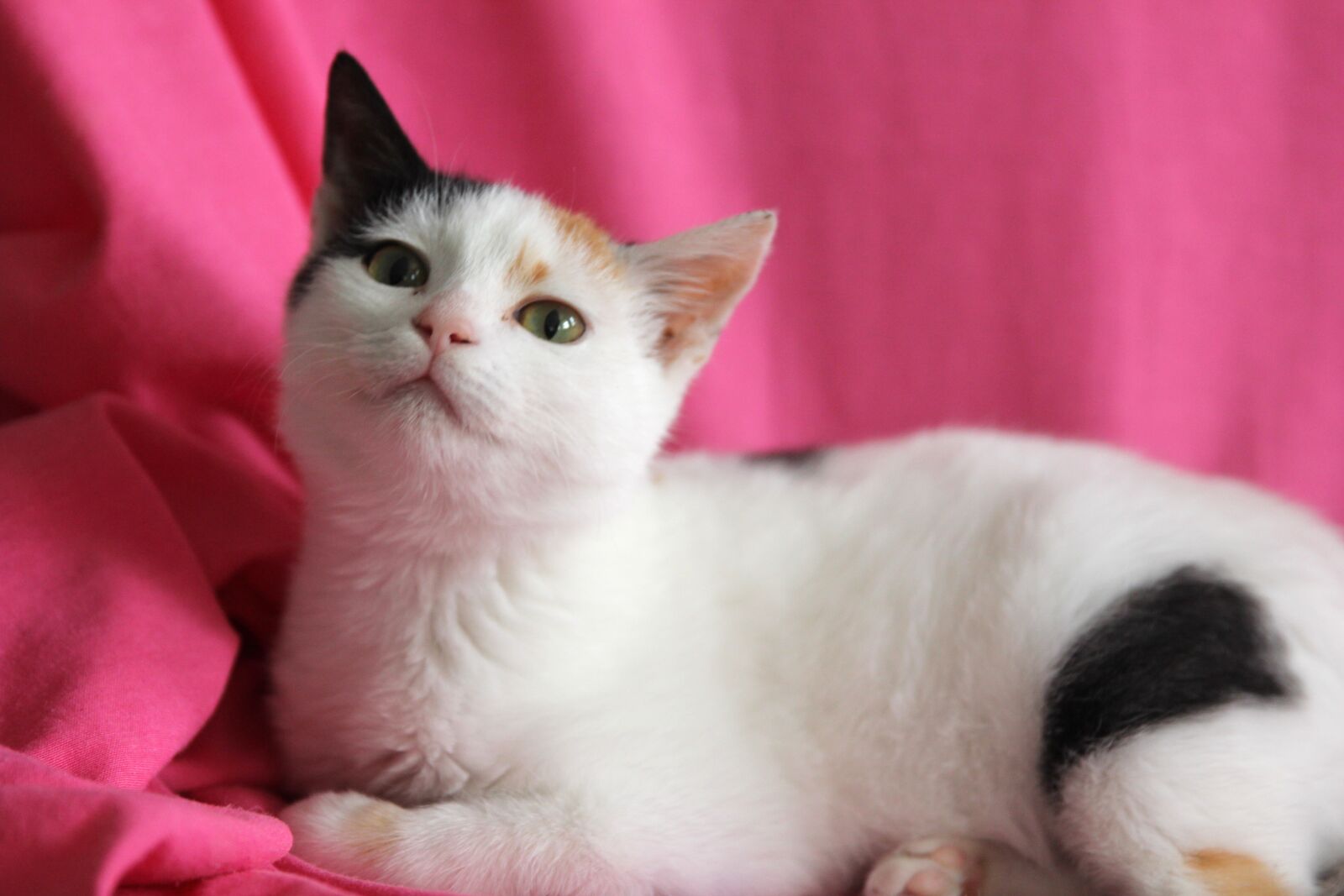 Canon EF 24-70mm F2.8L II USM sample photo. Cat, kitten, cute photography