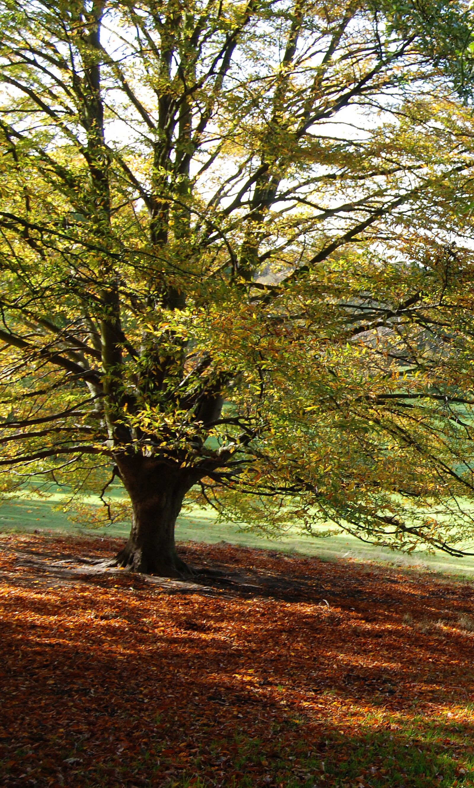 Nikon D80 sample photo. Tree, autumn, fall photography